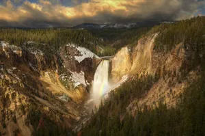 Majestic Bison Roaming The Plains Of Yellowstone Wallpaper