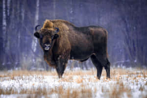 Majestic Bisonin Winter Wilderness.jpg Wallpaper