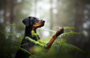 Majestic Black And Tan Doberman Pinscher Wallpaper