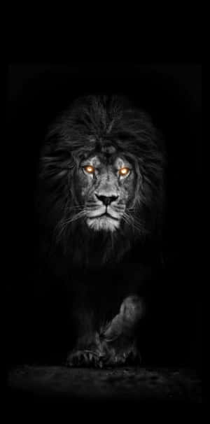 Majestic Black Lion Against Endless Terrain Wallpaper