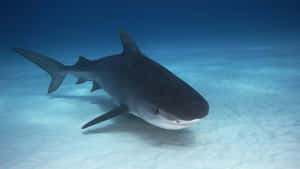 Majestic Black Shark In Deep Ocean Wallpaper