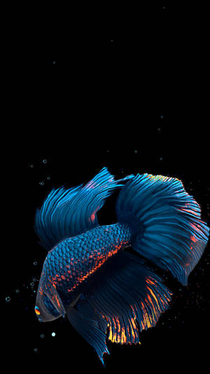 Majestic Blue Betta Fish In Crystal Clear Water Wallpaper