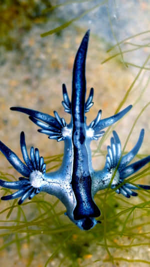 Majestic Blue Dragon Soaring Through The Skies Wallpaper