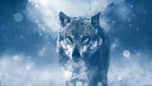 Majestic Blue-eyed Wolf Wallpaper