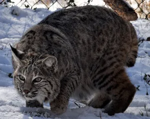 Majestic Bobcat In Its Natural Habitat Wallpaper