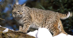 Majestic Bobcat In Its Natural Habitat Wallpaper