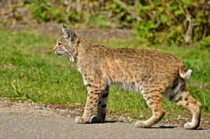 Majestic Bobcat In Natural Habitat Wallpaper