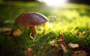 Majestic Boletus Mushroom In Its Natural Grassland Habitat Wallpaper