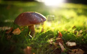 Majestic Boletus Mushroom In Its Natural Grassland Habitat Wallpaper