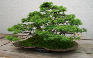 Majestic Bonsai Tree Artistry Wallpaper