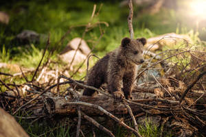 Majestic Brown Bear Wandering In The Wild Wallpaper