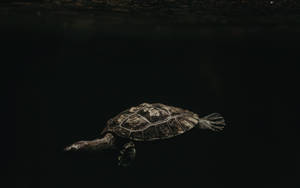 Majestic Brown Turtle Gliding In Darkness Wallpaper