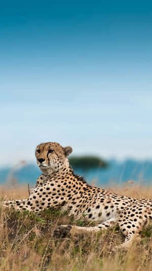 Majestic Cheetah African Nature Iphone Wallpaper