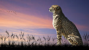 Majestic Cheetah Animal Wallpaper