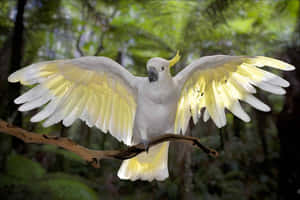 Majestic_ Cockatoo_ In_ Flight.jpg Wallpaper