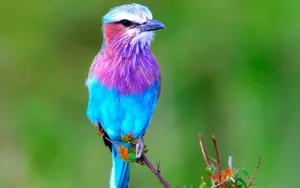 Majestic Colourful Aerial Acrobat, The Lilac-breasted Roller Wallpaper