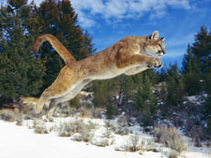 Majestic Cougar In Natural Habitat Wallpaper