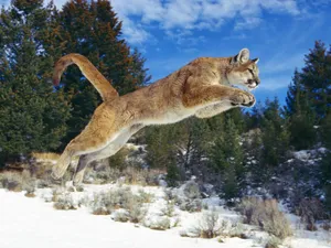Majestic Cougar In Natural Habitat Wallpaper