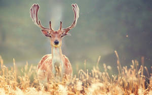 Majestic Deer In A Field Wallpaper