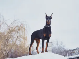 Majestic Doberman Sitting Majestically In The Snow Wallpaper