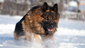 Majestic German Shepherd In The Wild Wallpaper