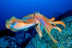 Majestic Giant Cuttlefish Swimming In The Deep Blue Ocean Wallpaper