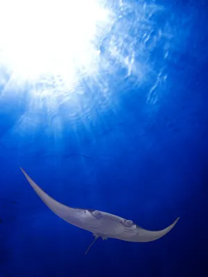Majestic Glide Of A Manta Ray Wallpaper