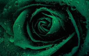 Majestic Green Rose In Full Bloom Wallpaper