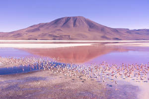 Majestic Laguna Colorada In South America Wallpaper