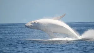 Majestic Leap Of A Whale Wallpaper