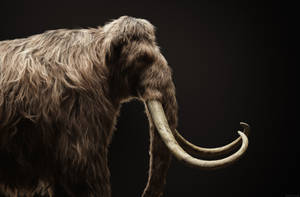 Majestic Mammoth In The Darkness Wallpaper