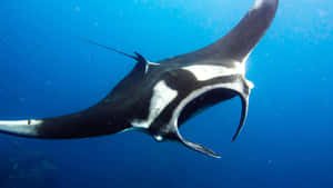 Majestic Manta Ray Gliding Underwater.jpg Wallpaper