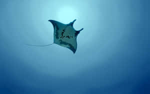 Majestic Manta Ray Underwater Wallpaper