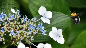 Majestic Misty Forest Wallpaper
