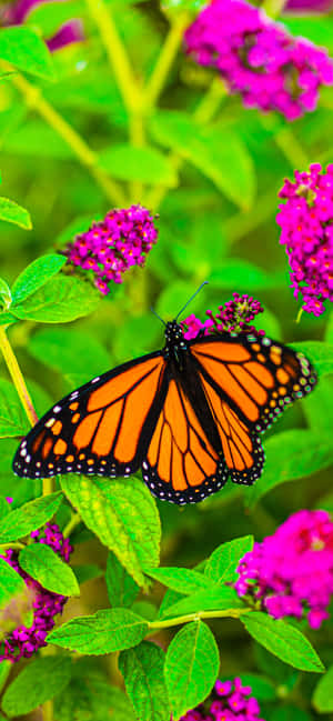 Majestic Monarch Butterfly Perching On A Blossom Wallpaper