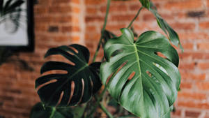 Majestic Monstera Deliciosa - Indoor Jungle. Wallpaper