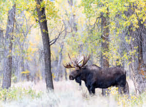 Majestic Moosein Autumn Forest Wallpaper