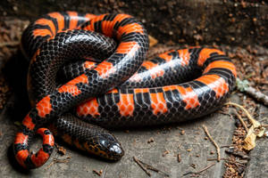 Majestic Mud Snake - Eastern Subspecies Wallpaper