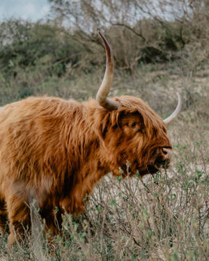 Majestic Ox Grazing In The Field Wallpaper