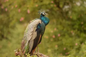 Majestic Peacock Display Wallpaper