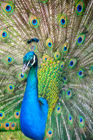Majestic Peacock Displaying Colorful Plumage Wallpaper