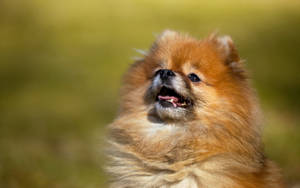 Majestic Pomeranian Dog Wallpaper