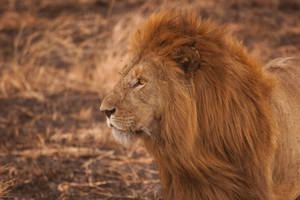 Majestic Roar Of Simba In The Lion King Wallpaper
