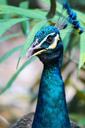Majestic Royal Peacock Displaying Colorful Plumage Wallpaper