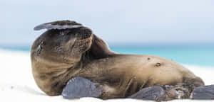 Majestic Sea Lion Basking In Sunlight Wallpaper