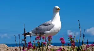 Majestic Seagull Soaring Over The Ocean Wallpaper