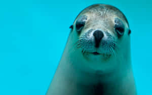 Majestic Seal Lounging On An Icy Terrain. Wallpaper