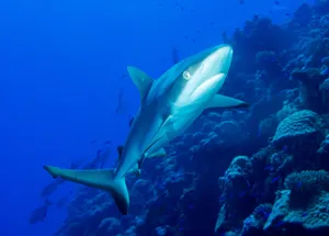 Majestic Shark Encounter In The Tranquil Waters Of The Marshall Islands Wallpaper