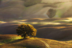 Majestic Single Tree On A Hillside Wallpaper