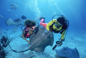 Majestic Stingray Glide Underwater Wallpaper